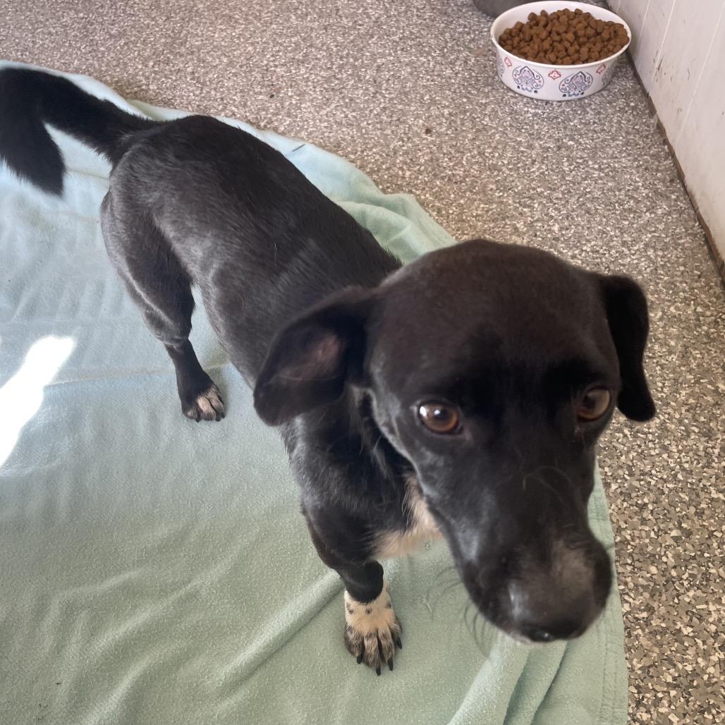 Negra, a Adoptable Dachshund in Green Forest, AR image 2/6
