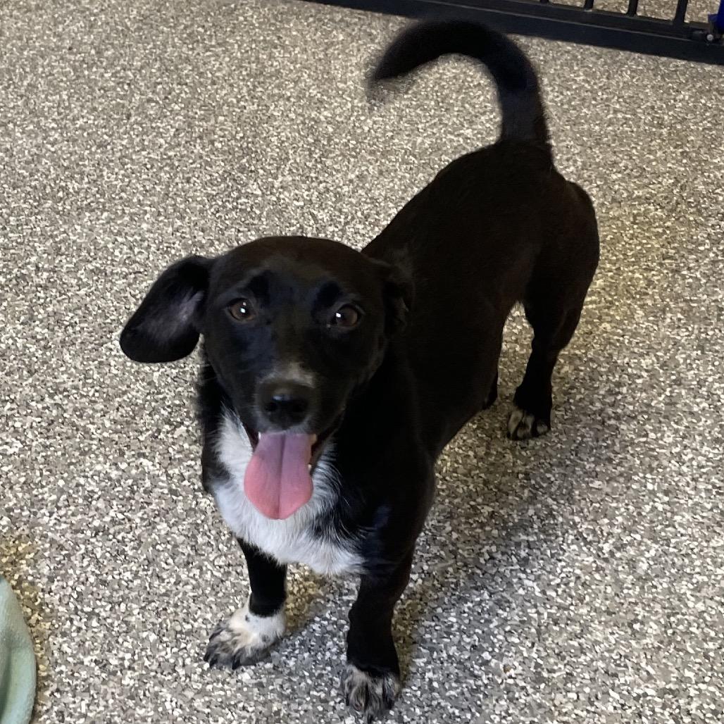 Negra, a Adoptable Dachshund in Green Forest, AR image 3/6