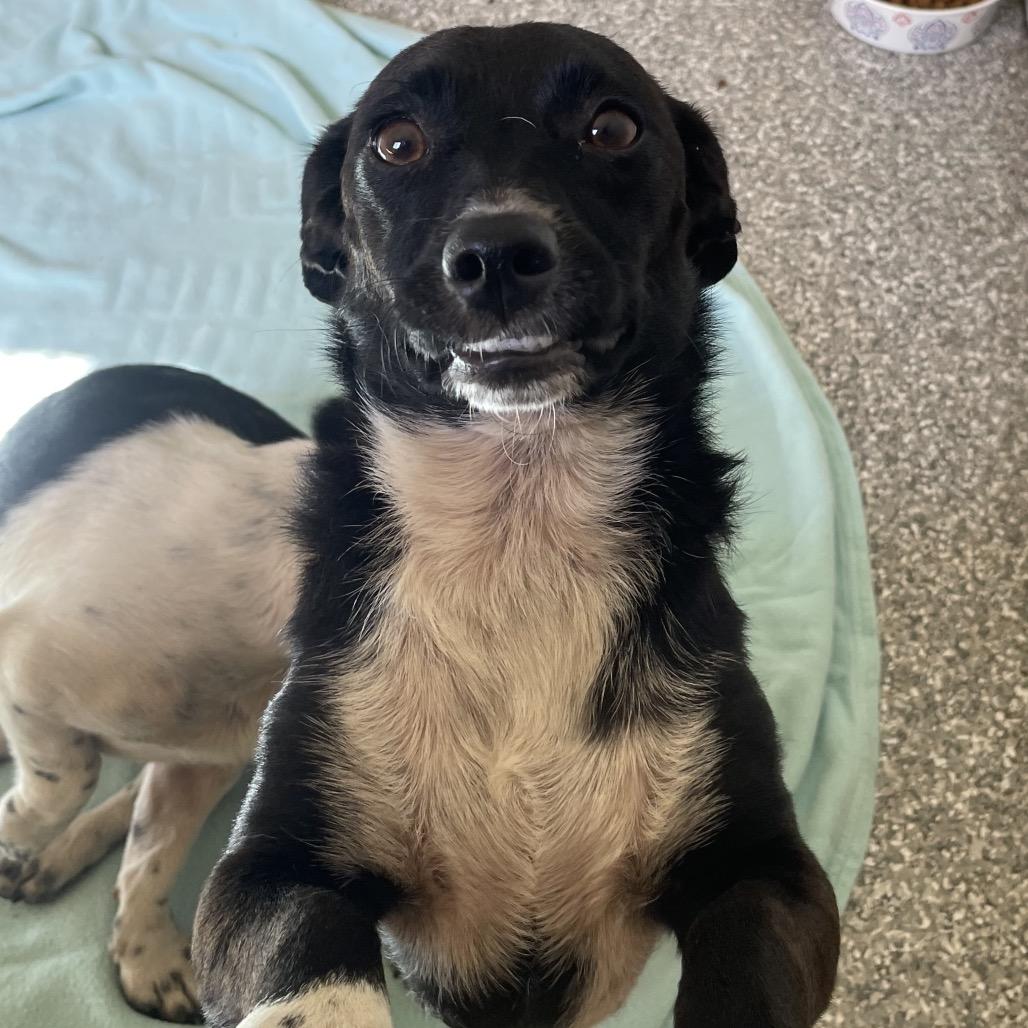 Negra, a Adoptable Dachshund in Green Forest, AR image 4/6