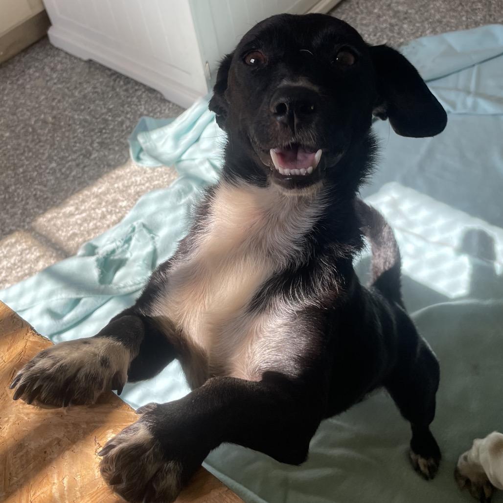 Negra, a Adoptable Dachshund in Green Forest, AR image 5/6