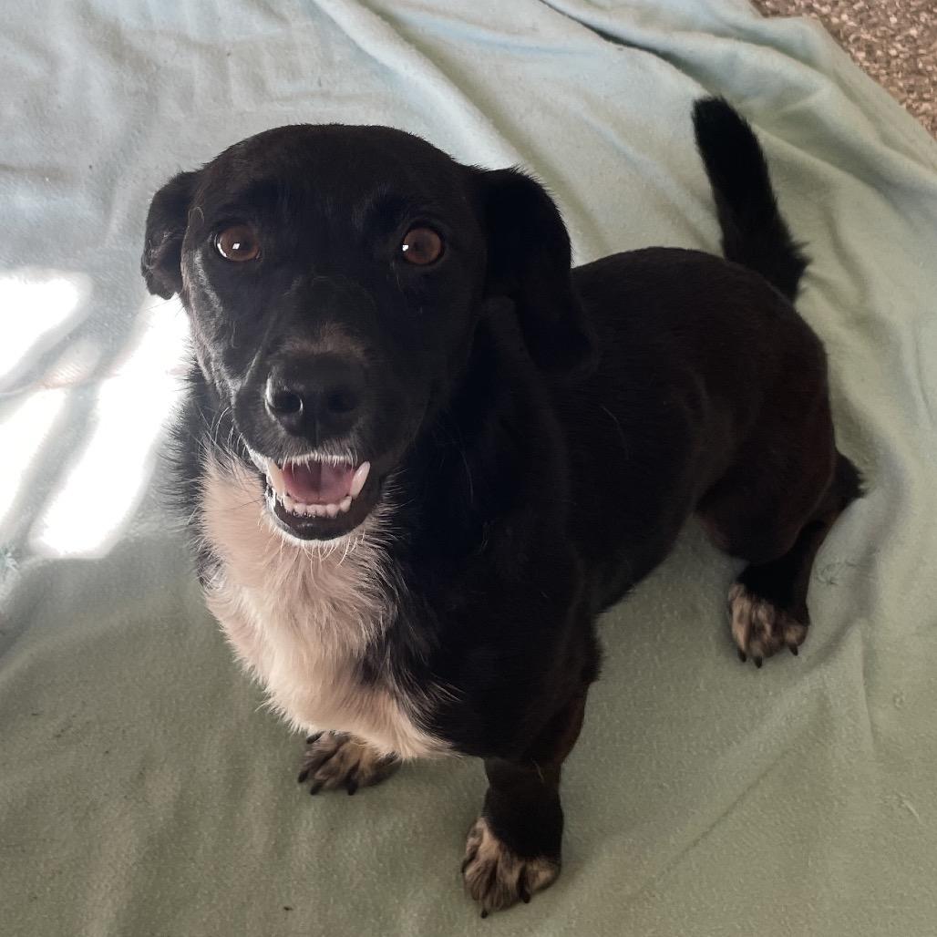 Negra, a Adoptable Dachshund in Green Forest, AR image 6/6