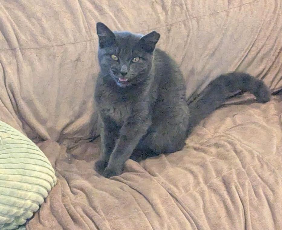 LUCY - SWEET SHY KITTY AVAILABLE FOR ADOPTION, a Adoptable mixed breed in Plano, TX image 1/6