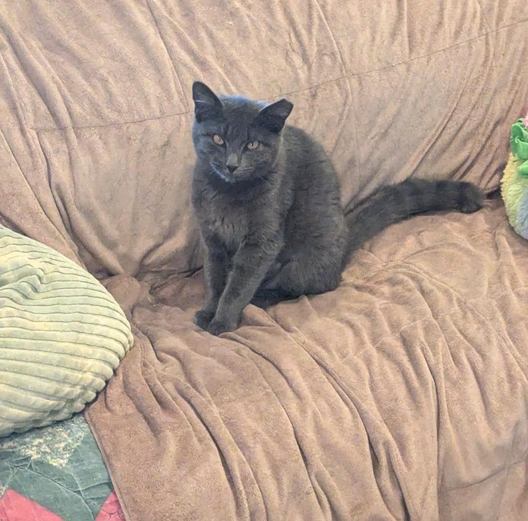 LUCY - SWEET SHY KITTY AVAILABLE FOR ADOPTION, a Adoptable mixed breed in Plano, TX image 3/6