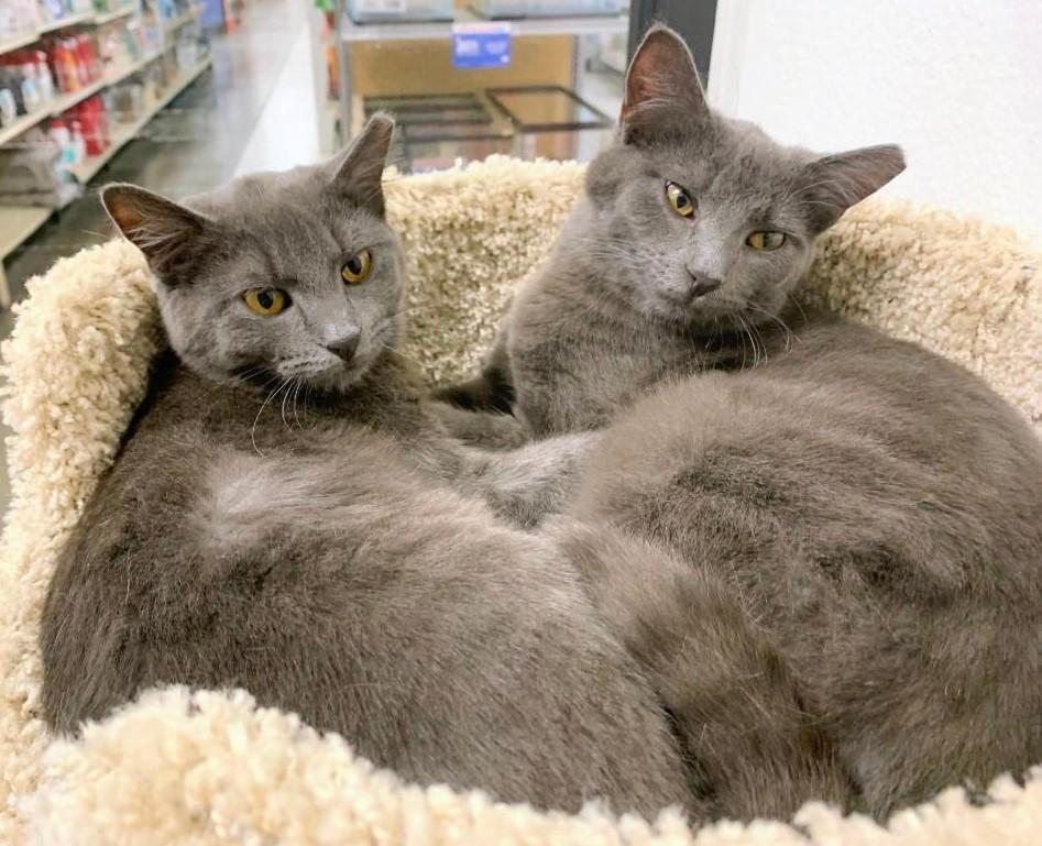 LUCY - SWEET SHY KITTY AVAILABLE FOR ADOPTION, a Adoptable mixed breed in Plano, TX image 6/6