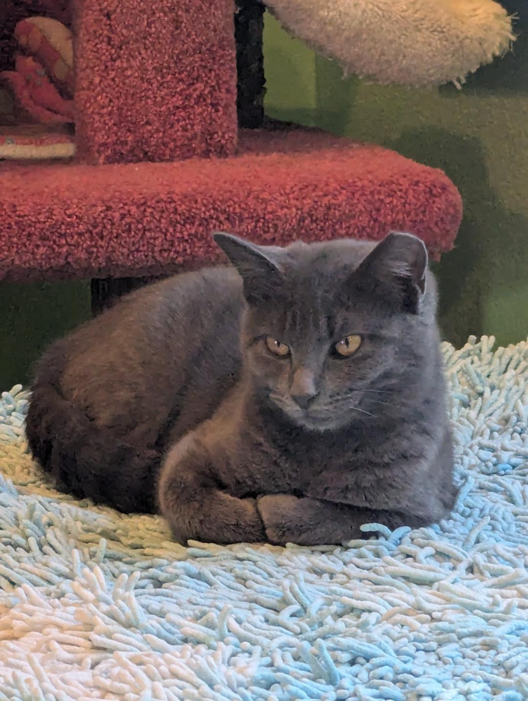 LUCY - SWEET SHY KITTY AVAILABLE FOR ADOPTION, a Adoptable mixed breed in Plano, TX image 5/6