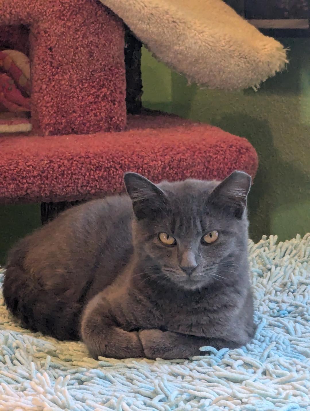 LUCY - SWEET SHY KITTY AVAILABLE FOR ADOPTION, a Adoptable mixed breed in Plano, TX image 4/6