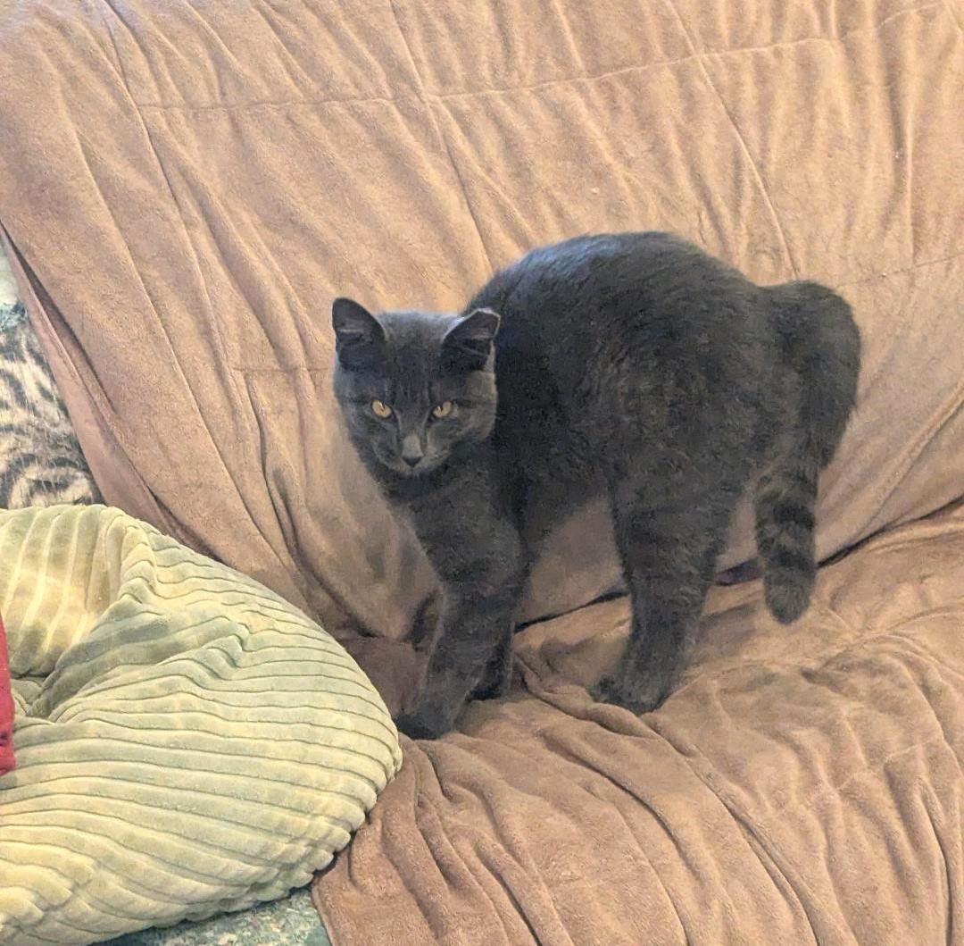 LUCY - SWEET SHY KITTY AVAILABLE FOR ADOPTION, a Adoptable mixed breed in Plano, TX image 2/6