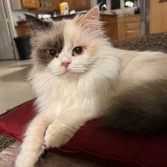 Pumpkin (Persian), adoptable, Young Female Persian.