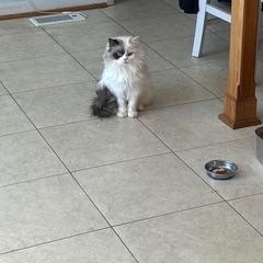 Pumpkin (Persian), an adoptable Persian in Fairfax, VA image 3/3