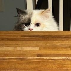 Pumpkin (Persian), an adoptable Persian in Fairfax, VA image 2/3