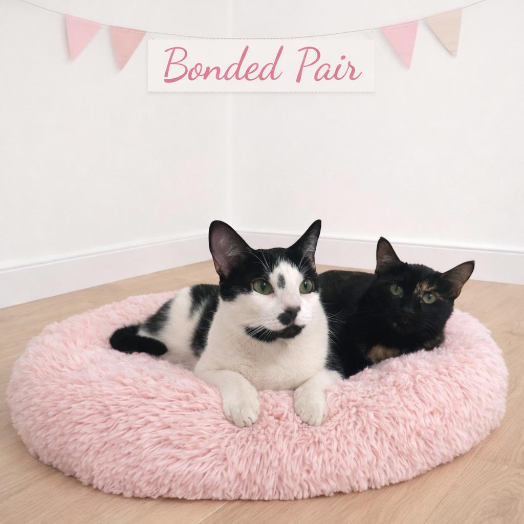 Twylite, Adoptable, Young Female Tuxedo.