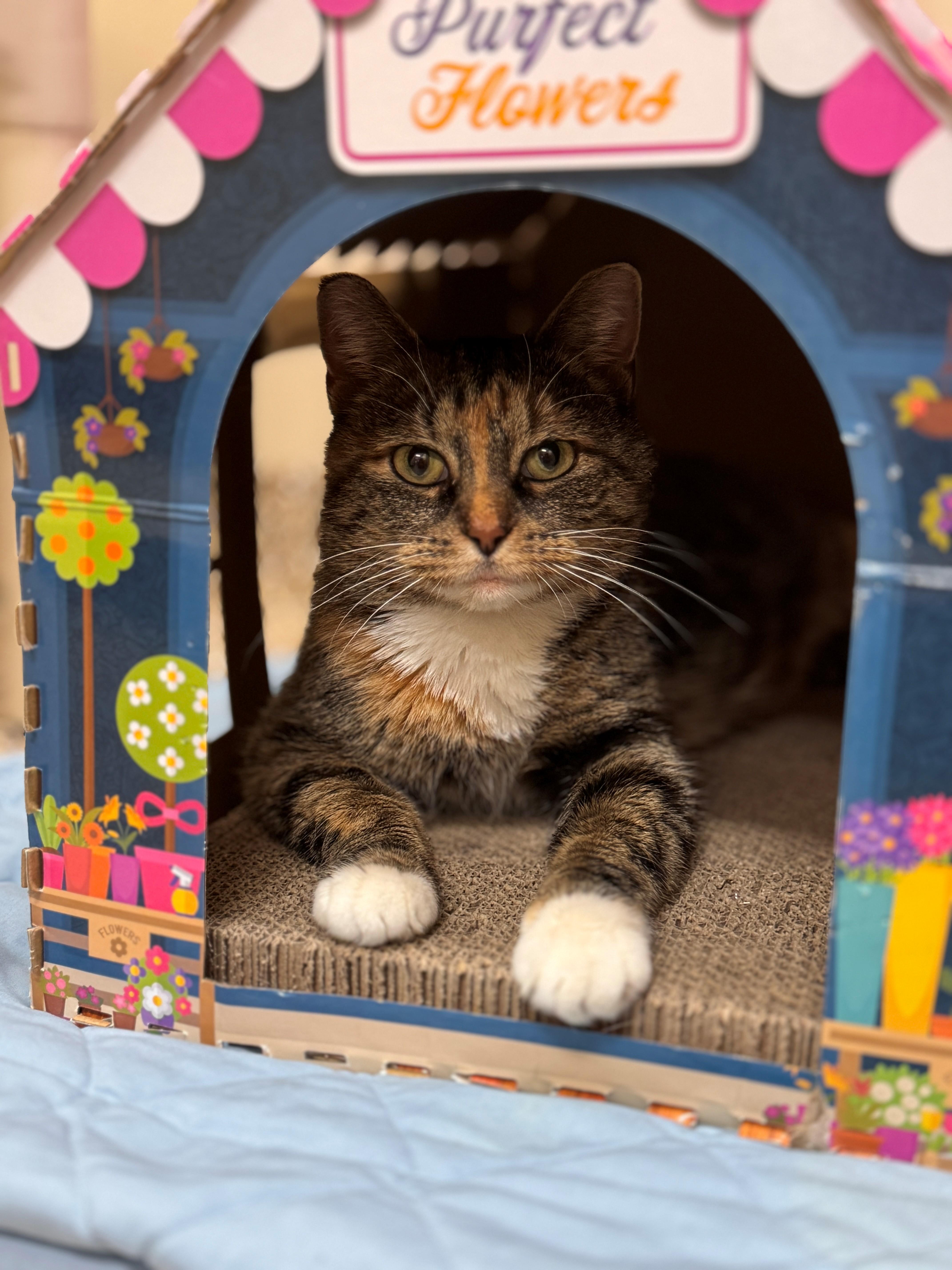 Enlarge Aimsley, a ADOPTABLE Domestic Short Hair in Hackensack, MN image 2/2