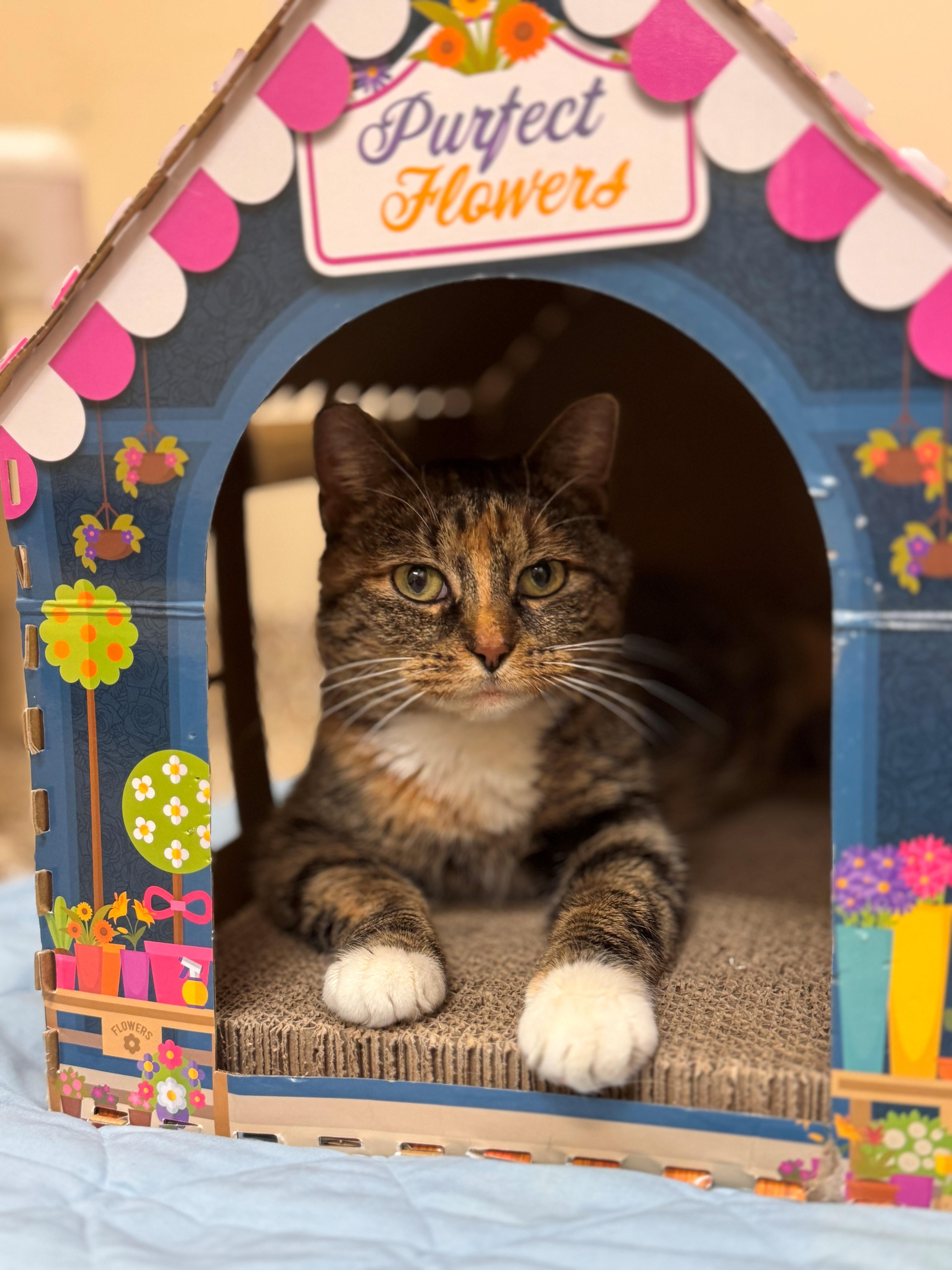 Enlarge Aimsley, a ADOPTABLE Domestic Short Hair in Hackensack, MN image 1/2