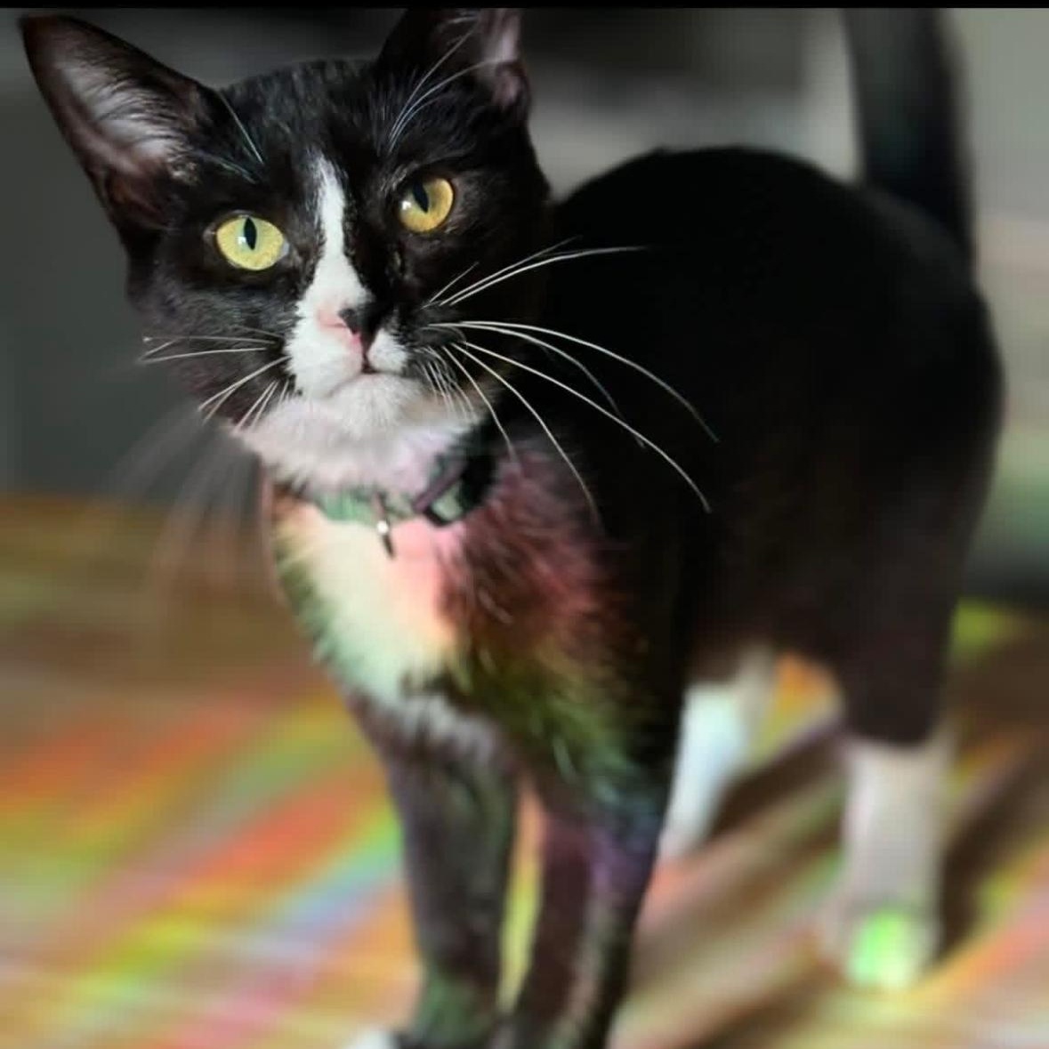 Enlarge Tide Pod, a ADOPTABLE Domestic Short Hair in Flint, MI image 1/3