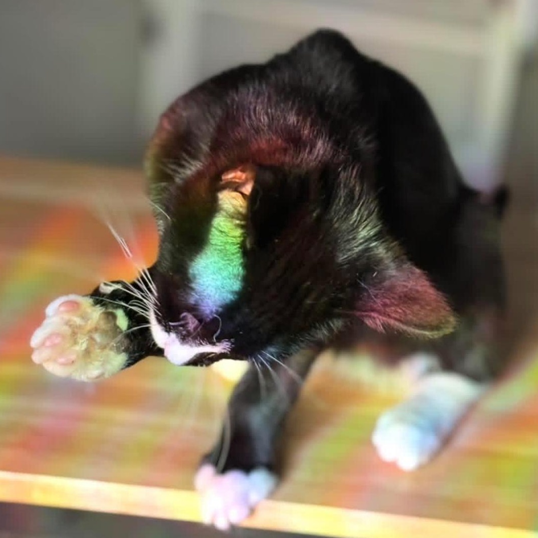 Enlarge Tide Pod, a ADOPTABLE Domestic Short Hair in Flint, MI image 3/3