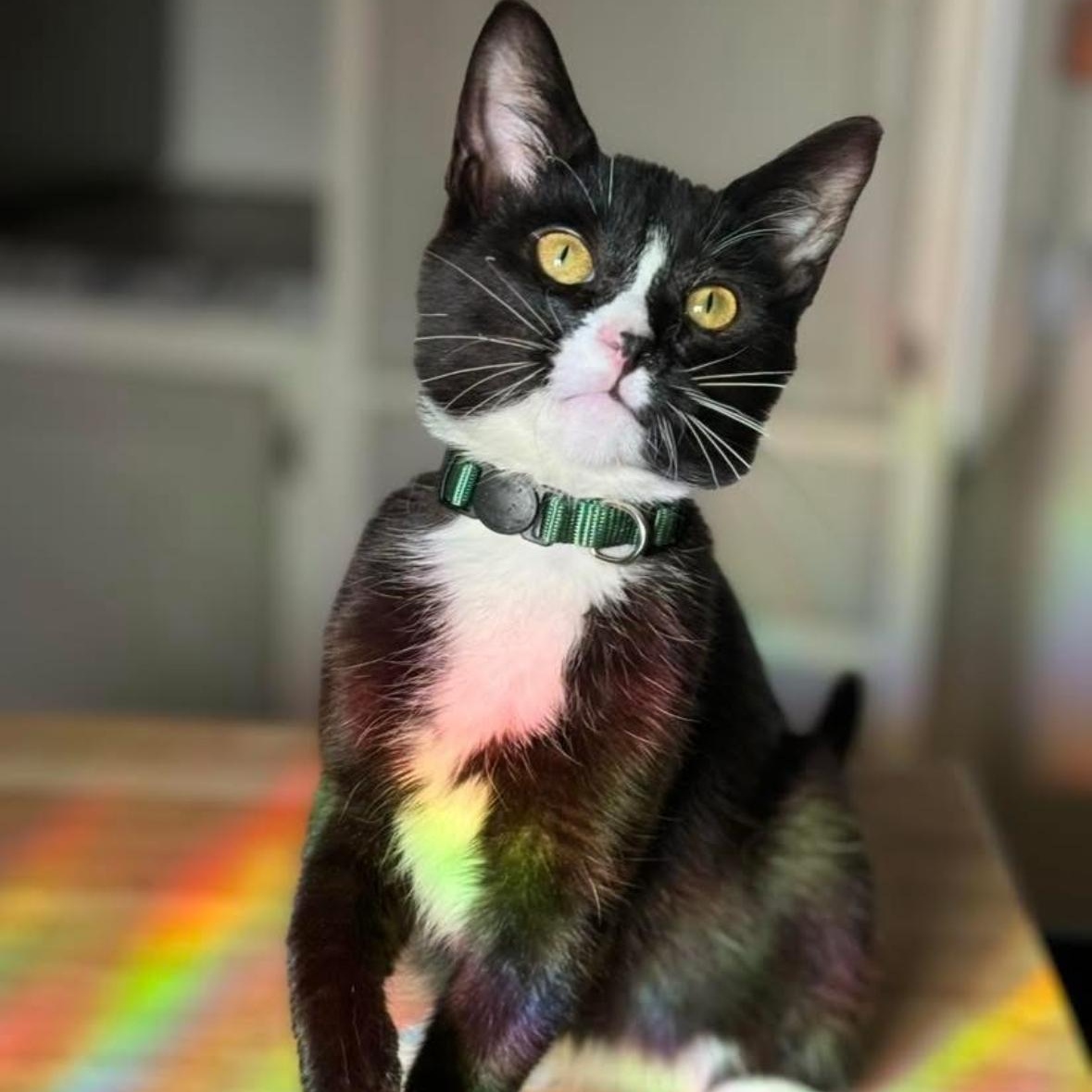 Enlarge Tide Pod, a ADOPTABLE Domestic Short Hair in Flint, MI image 2/3
