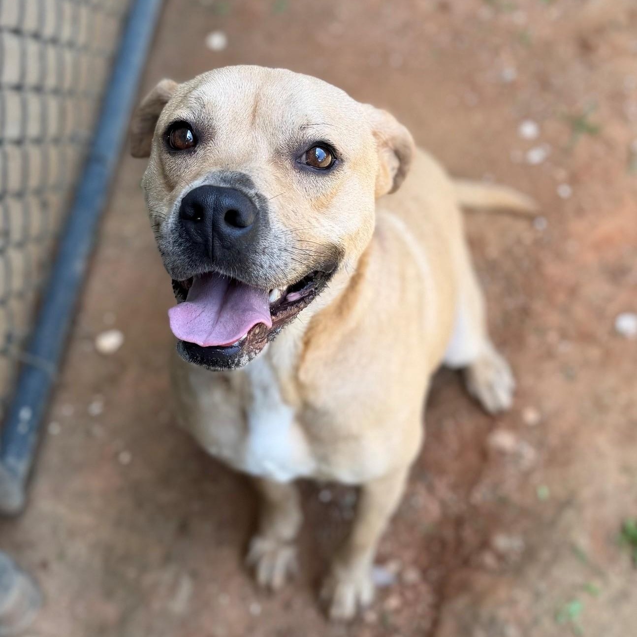 Magnolia, ADOPTABLE, Adult Female Mixed Breed.