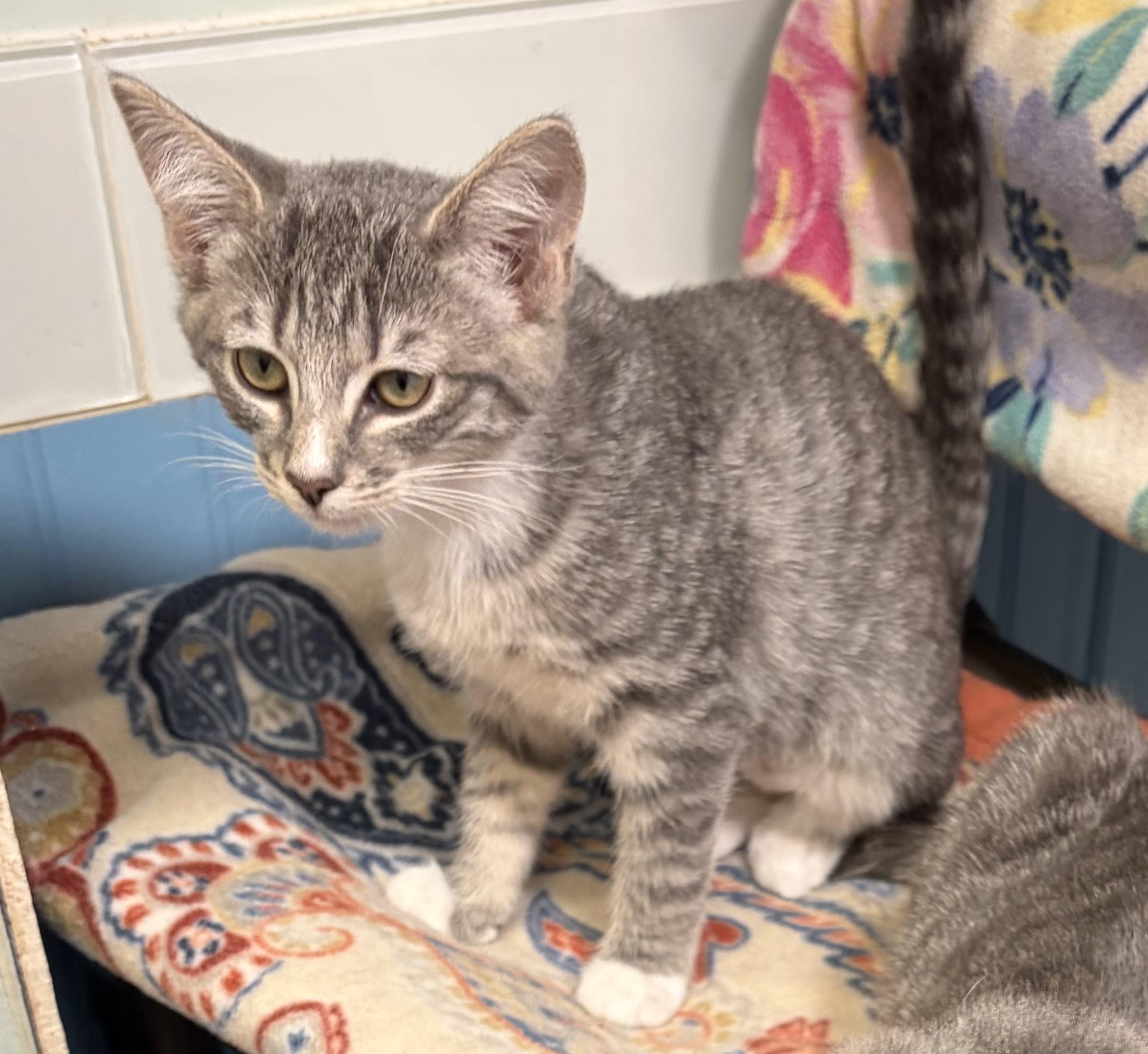 Enlarge Mica and Gus, a Adoptable mixed breed in Bothell, WA image 1/6