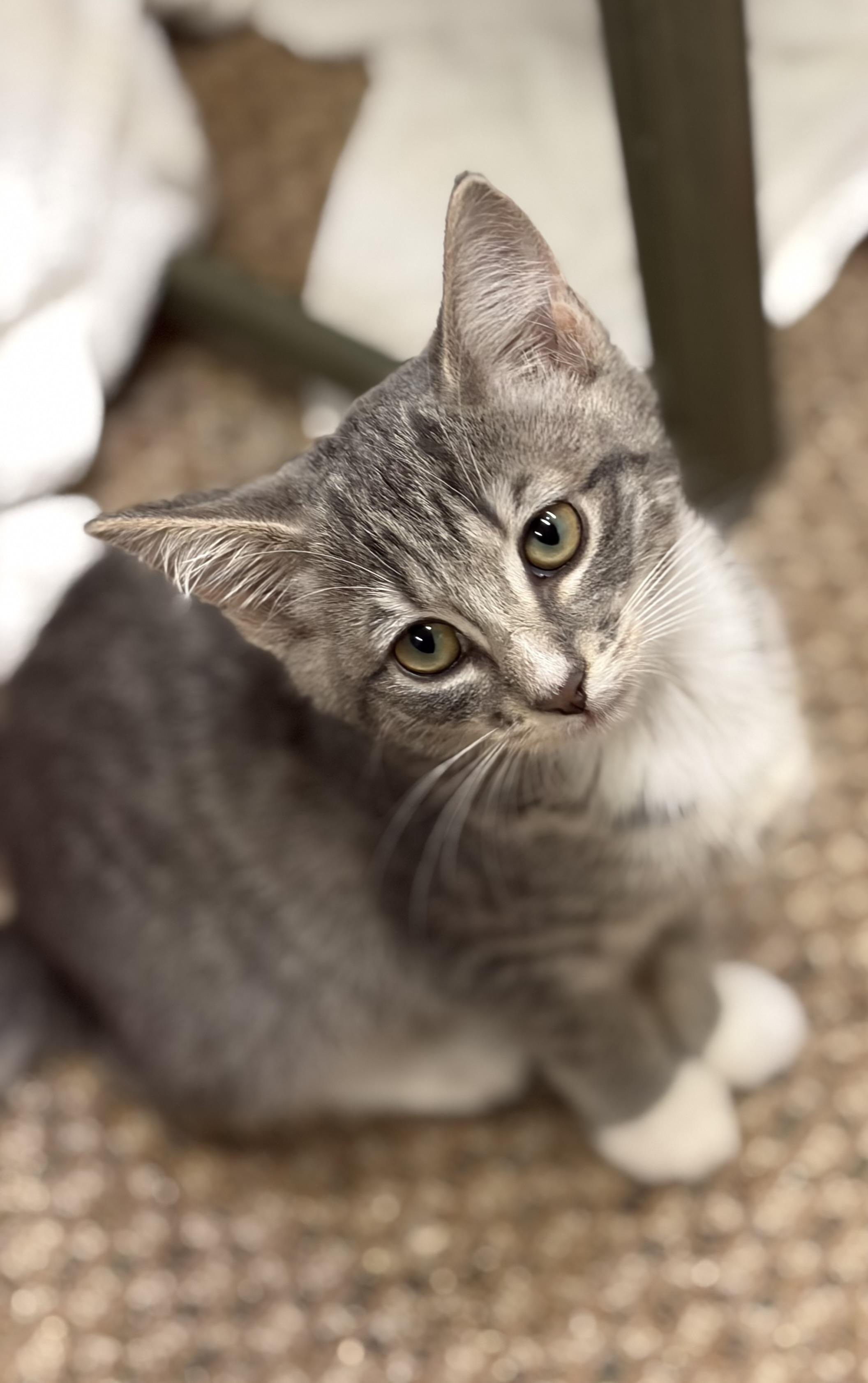 Enlarge Mica and Gus, a Adoptable mixed breed in Bothell, WA image 5/6