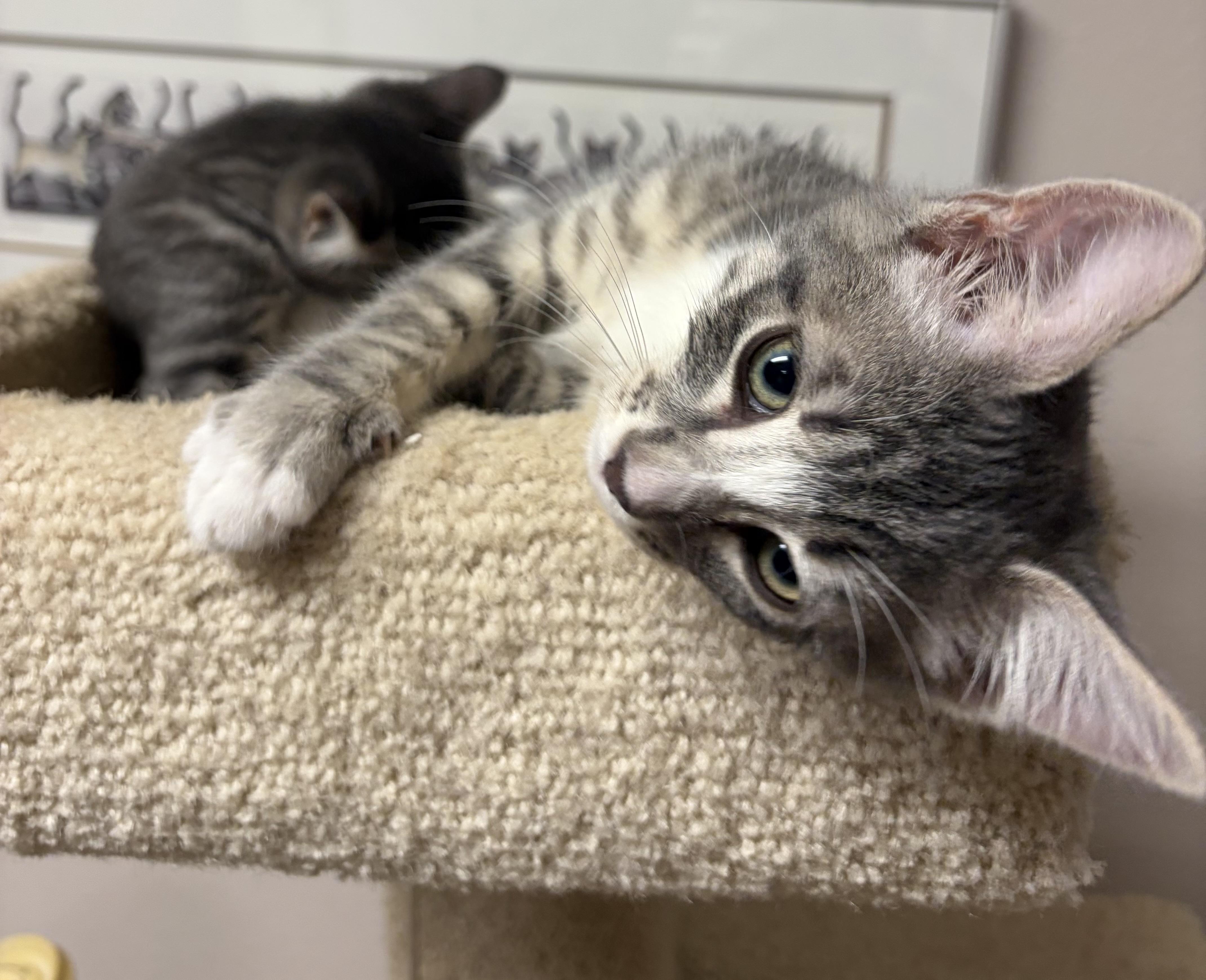 Enlarge Mica and Gus, a Adoptable mixed breed in Bothell, WA image 6/6