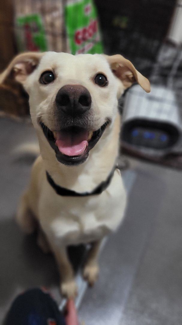 Sweetie, an adoptable Labrador Retriever, Border Collie in Geneseo, IL, 61254 | Photo Image 1