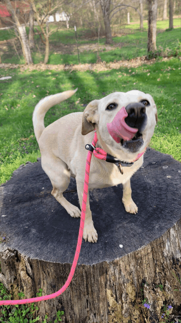 Enlarge Sweetie, a Adoptable mixed breed in Geneseo, IL image 2/12