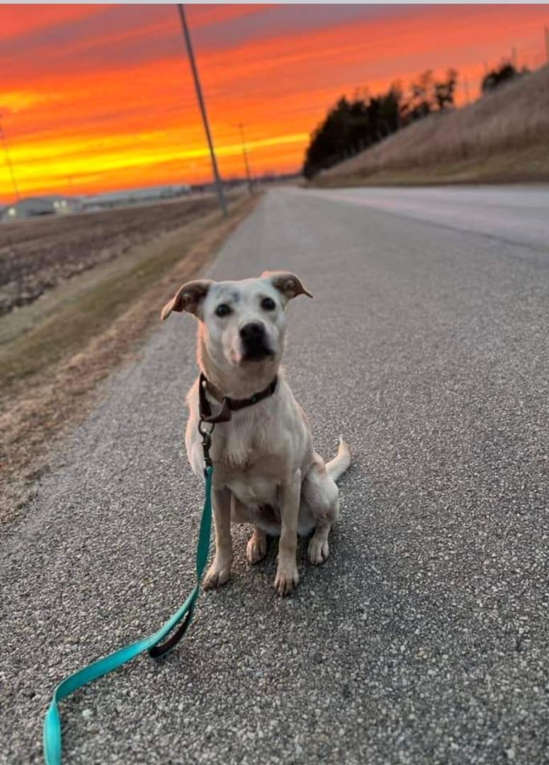 Sweetie, an adoptable Labrador Retriever, Border Collie in Geneseo, IL, 61254 | Photo Image 4