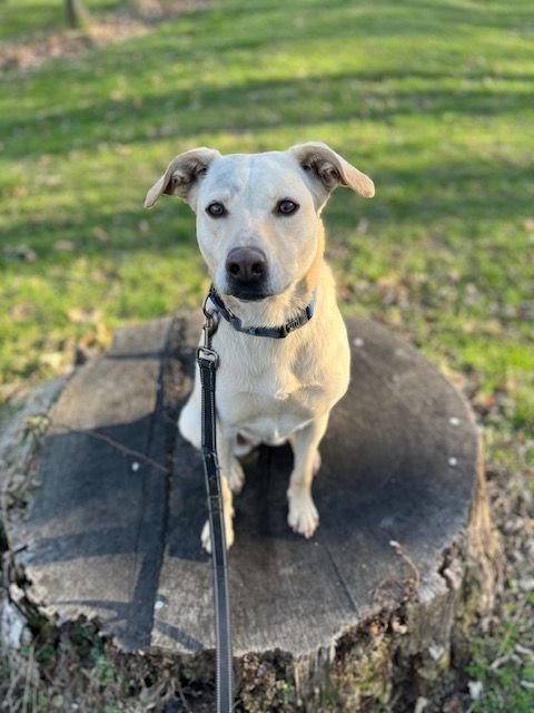 Sweetie, Adoptable, Adult Female Labrador Retriever & Border Collie.