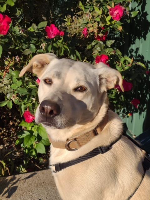 Sweetie, an adoptable Labrador Retriever, Border Collie in Geneseo, IL, 61254 | Photo Image 3