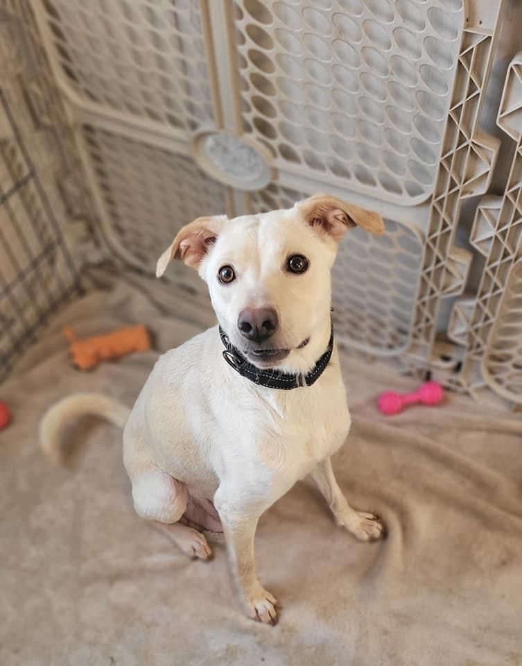 Sweetie, an adoptable Labrador Retriever, Border Collie in Geneseo, IL, 61254 | Photo Image 2