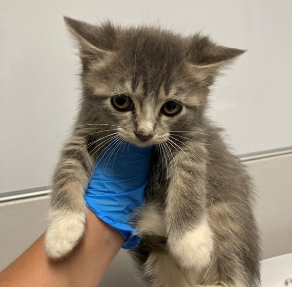 Cricket, Adoptable, Kitten Female Domestic Short Hair.