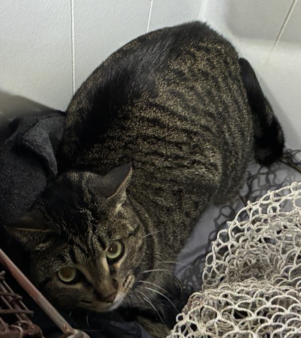 Enlarge Prickly Pear, a Adoptable mixed breed in Salt Lake City, UT image 2/2