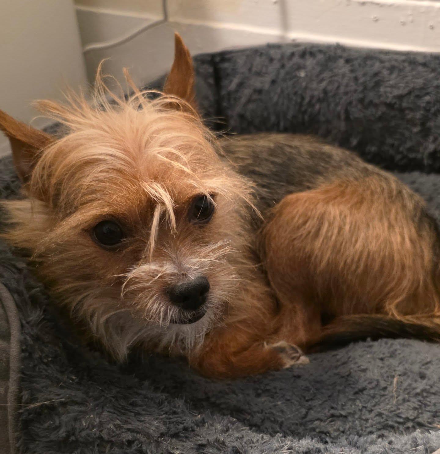 Enlarge BIJOU, an adopted mixed breed in New York, NY image 3/6