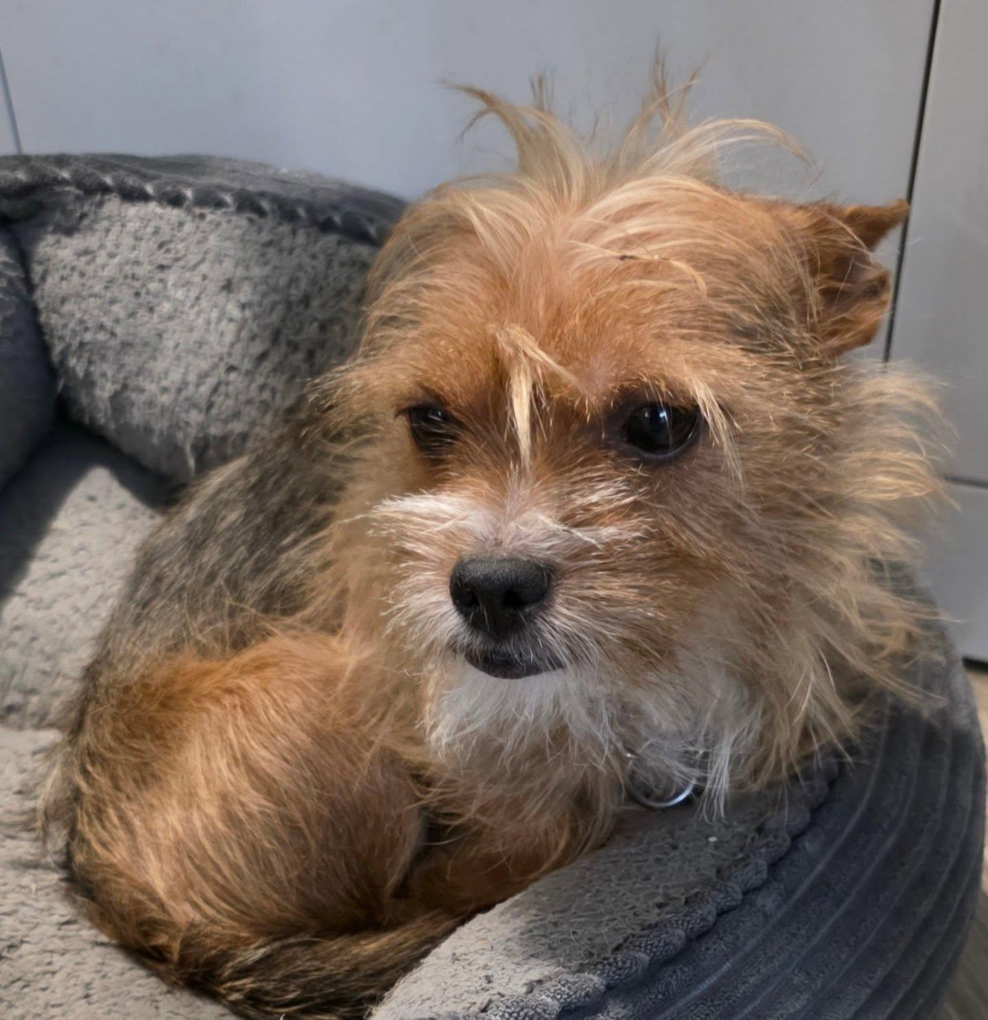 Enlarge BIJOU, an adopted mixed breed in New York, NY image 4/6