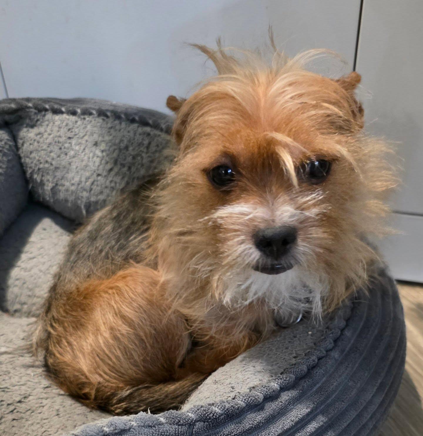 Enlarge BIJOU, an adopted mixed breed in New York, NY image 1/6