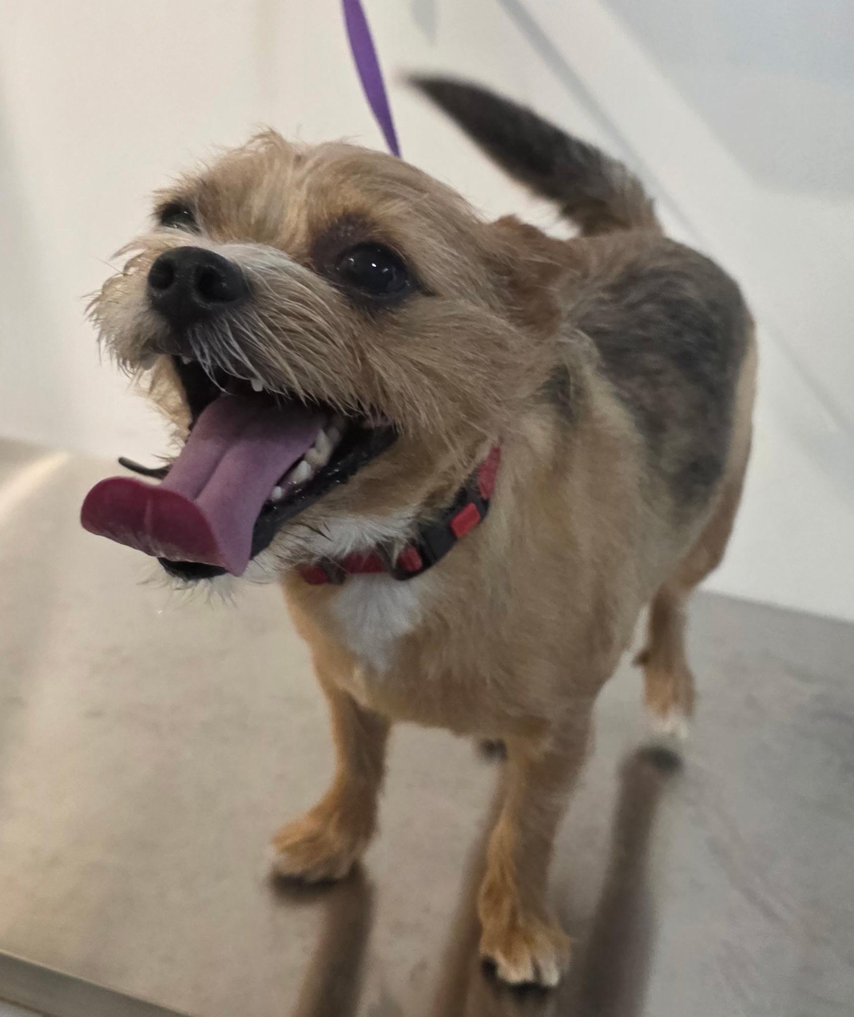 Enlarge BIJOU, an adoptable mixed breed in New York, NY image 6/6