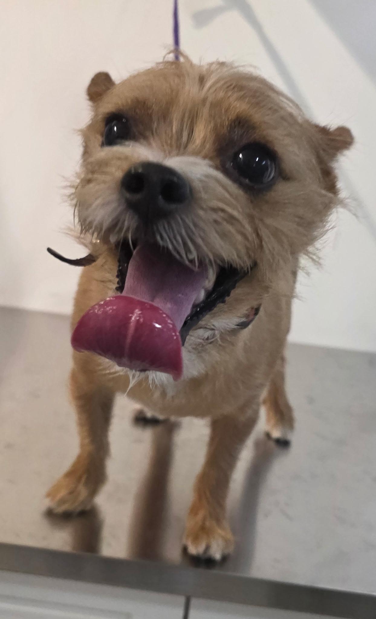 Enlarge BIJOU, an adoptable mixed breed in New York, NY image 1/6