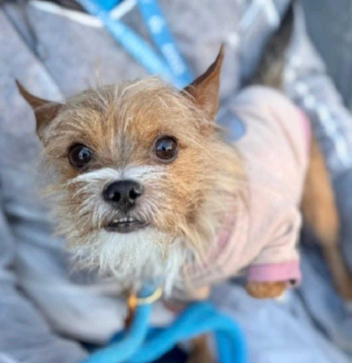 Enlarge BIJOU, an adopted mixed breed in New York, NY image 5/6