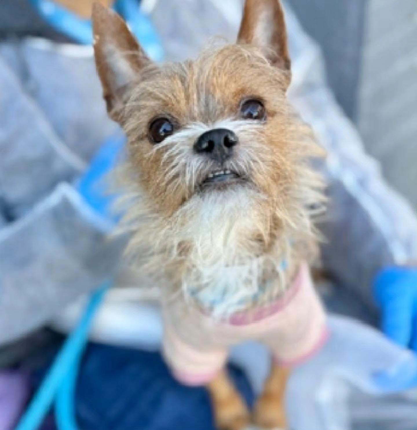 Enlarge BIJOU, an adopted mixed breed in New York, NY image 2/6