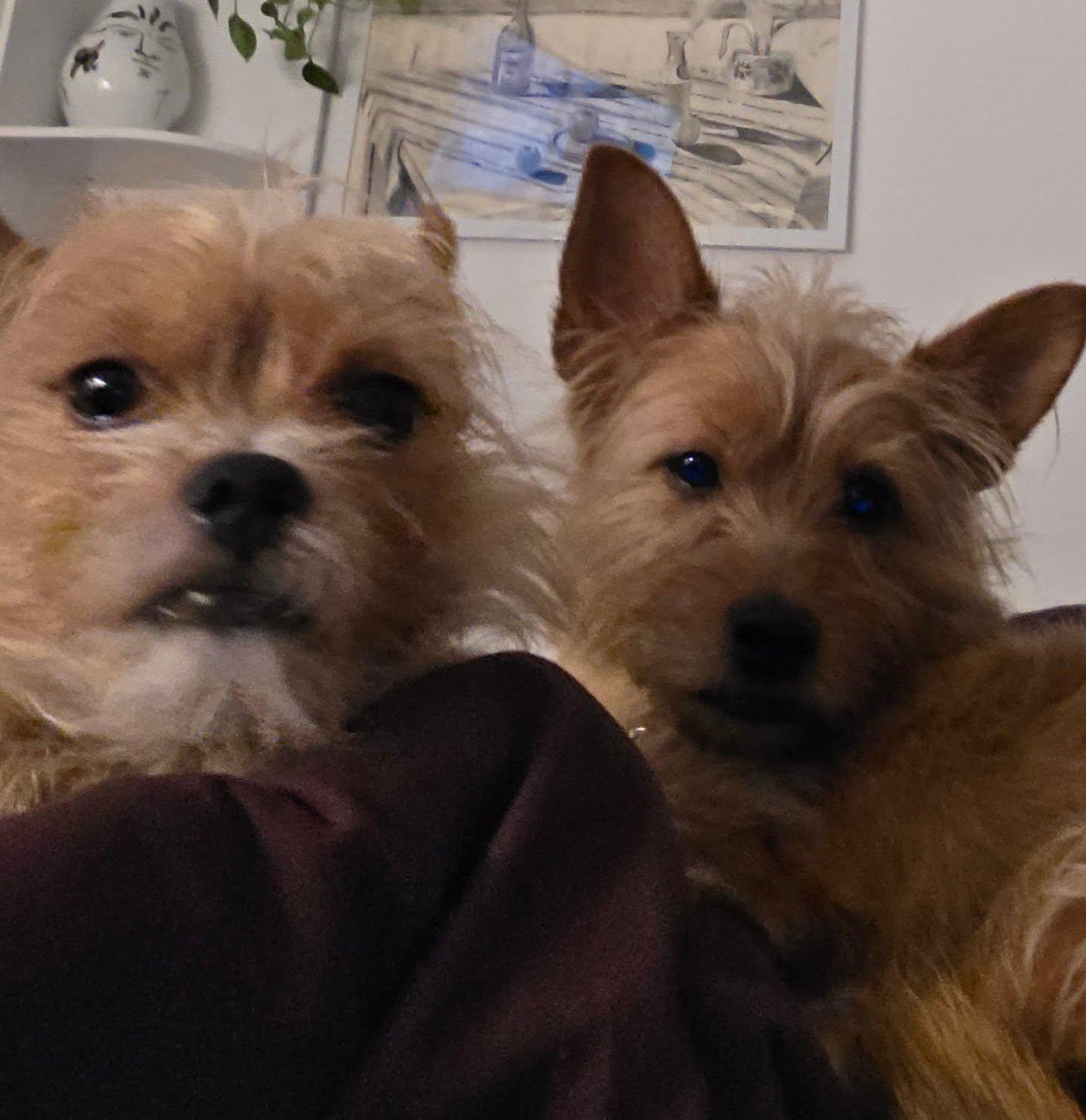 Enlarge BIJOU, an adopted mixed breed in New York, NY image 6/6