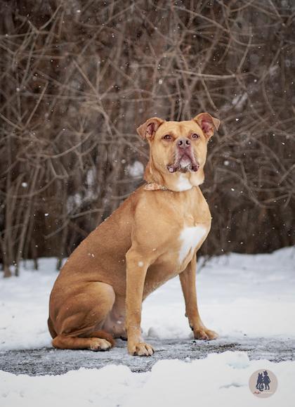 Naveen, a Adoptable mixed breed in Ann Arbor, MI image 1/3