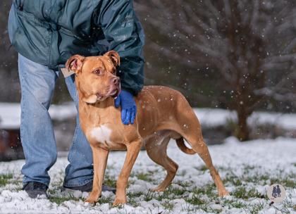 Naveen, a Adoptable mixed breed in Ann Arbor, MI image 2/3