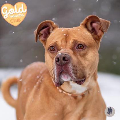 Enlarge Naveen, a Adoptable mixed breed in Ann Arbor, MI image 1/3