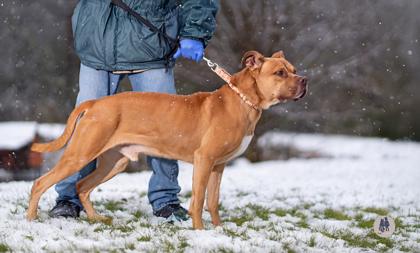 Naveen, Adoptable, Adult Male Pit Bull Terrier & Mixed Breed.