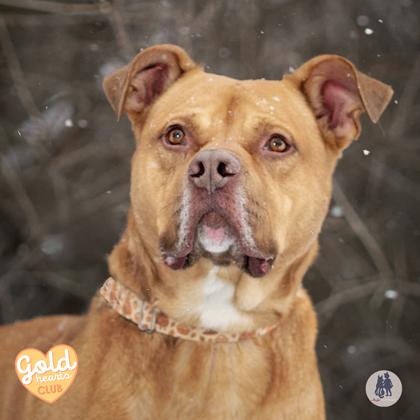 Naveen, a Adoptable mixed breed in Ann Arbor, MI image 3/3