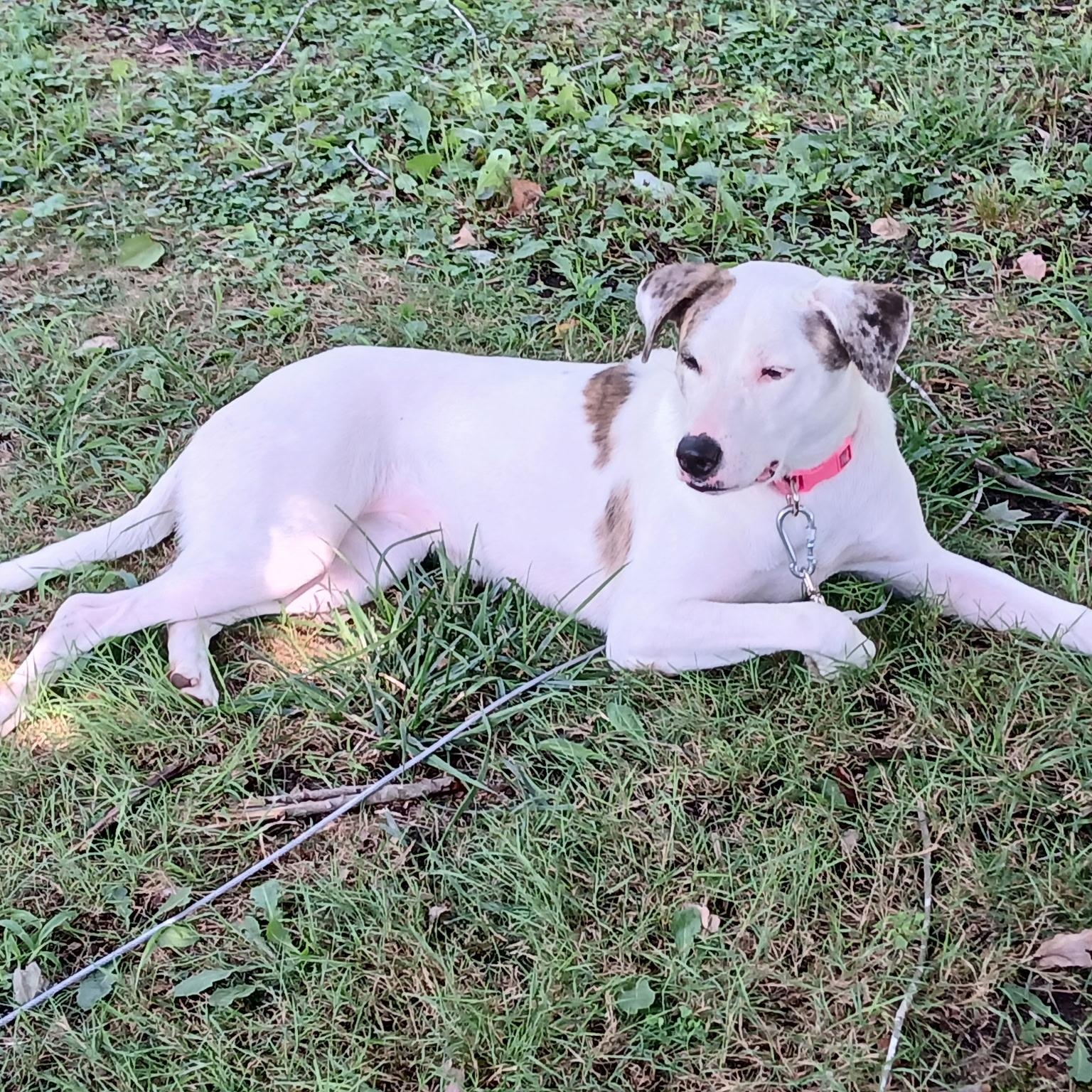 Enlarge Sugar, a Adoptable mixed breed in Salisbury, MD image 2/3