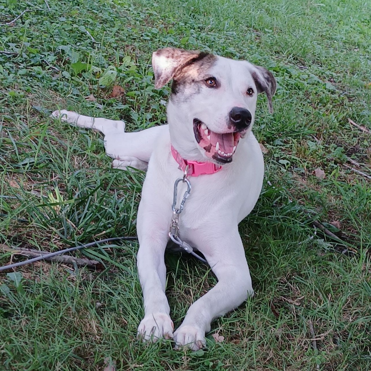 Sugar, Adoptable, Adult Female Hound.