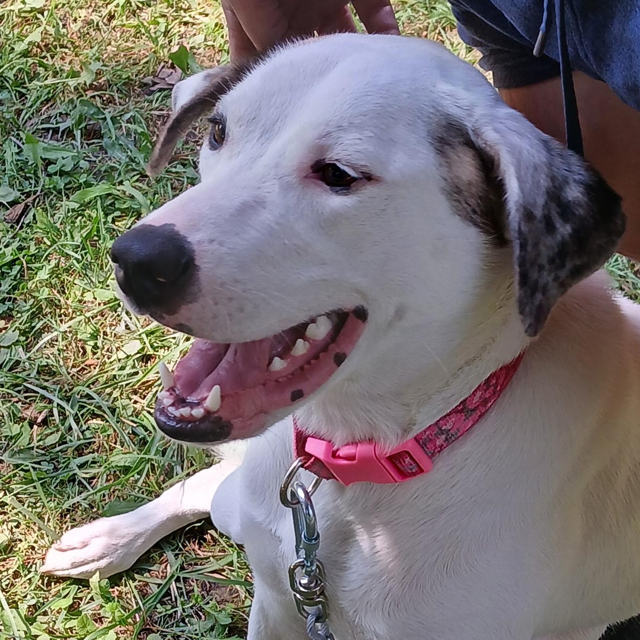 Enlarge Sugar, a Adoptable mixed breed in Salisbury, MD image 3/3