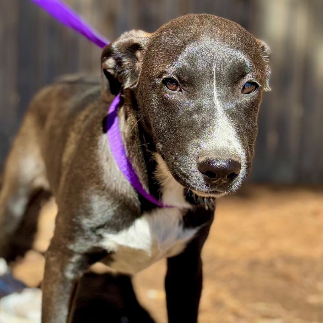 Kratos, Adoptable, Young Male Pit Bull Terrier.