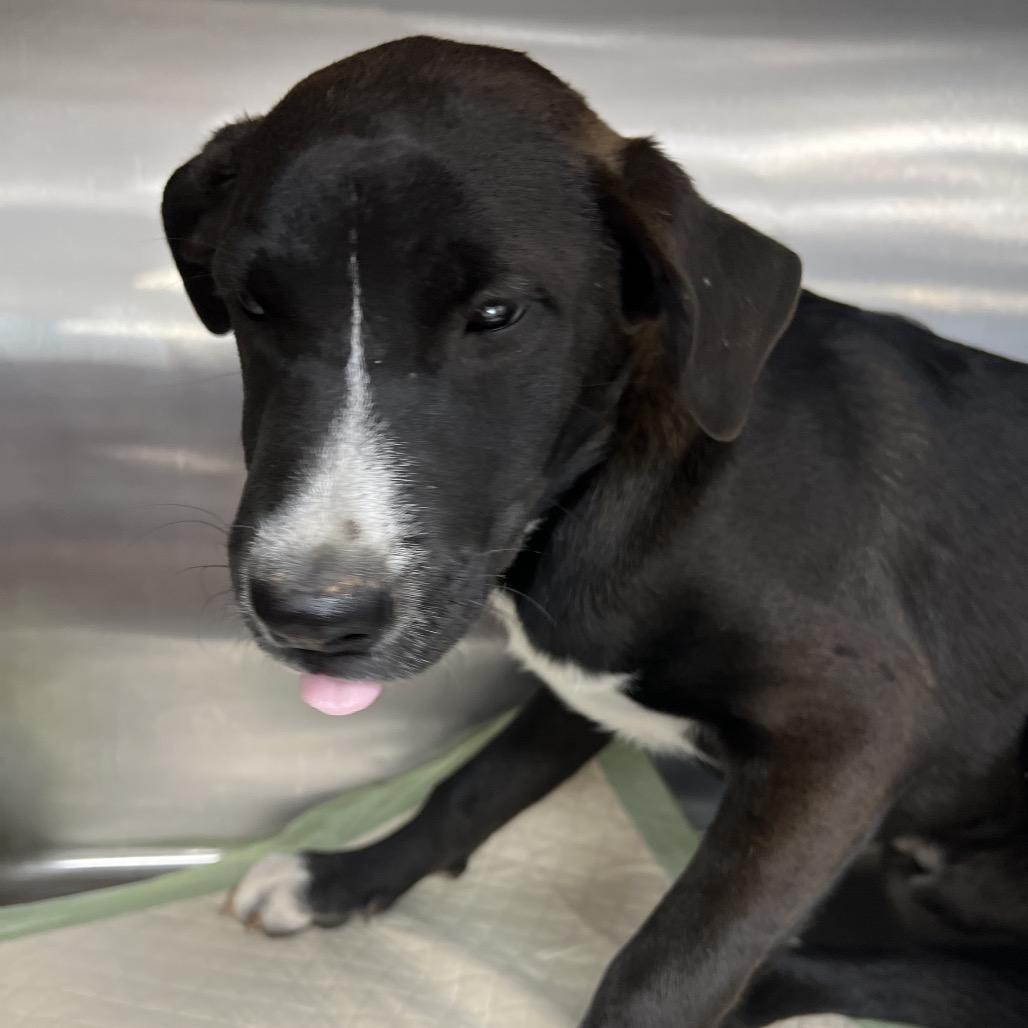 Kratos, a Adoptable Pit Bull Terrier in Midland, TX image 2/2